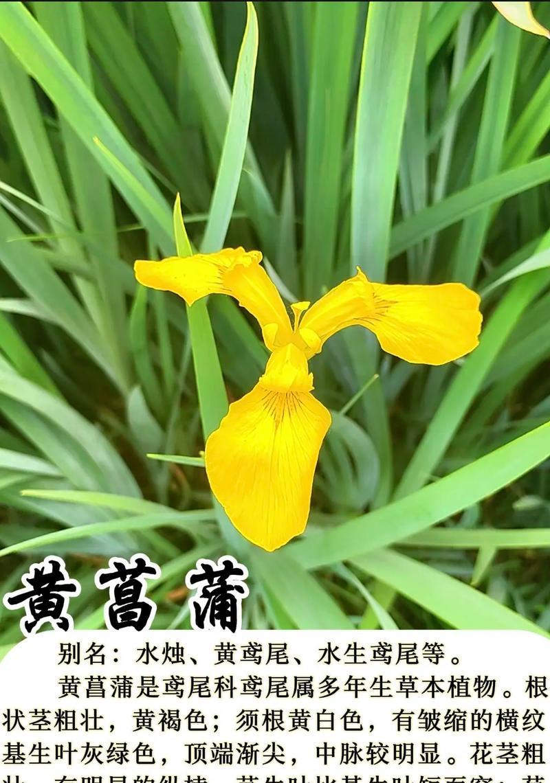 虎须菖蒲花语有何特别之处？