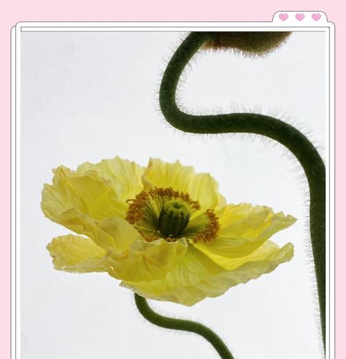 花语虞美人代表什么？