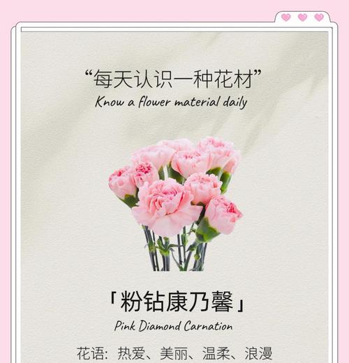 花语康乃馨馨代表什么？