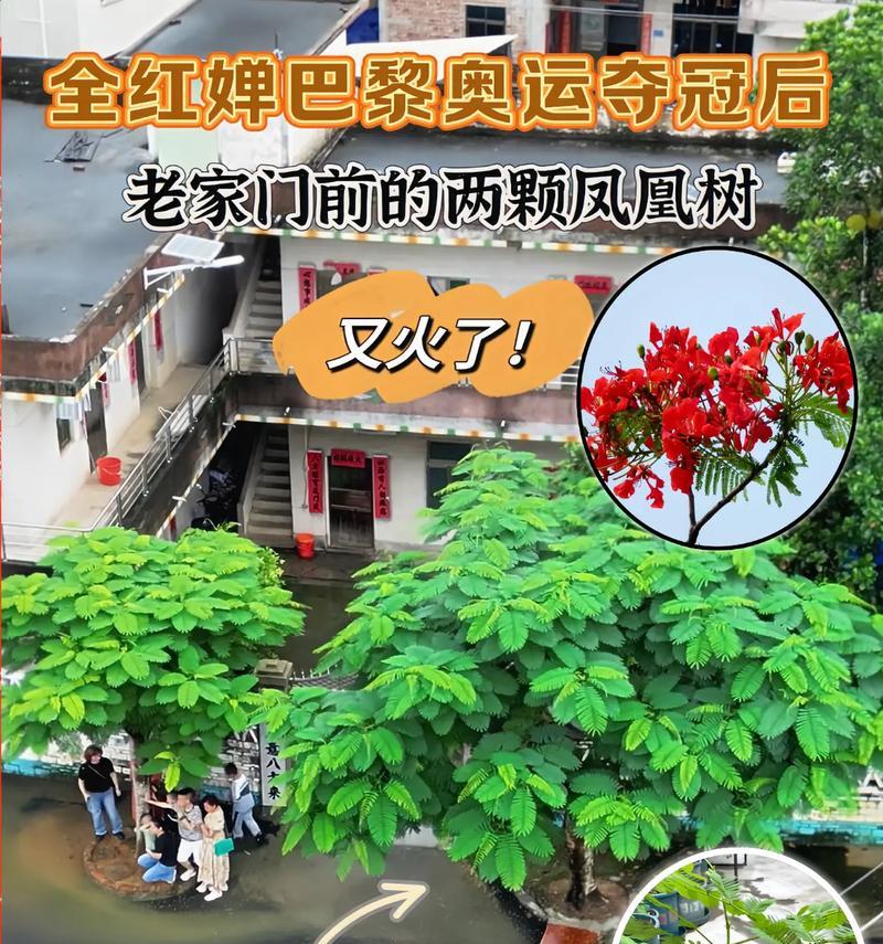 树木种类花语代表什么含义？