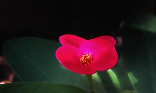 虎刺梅花语代表什么？