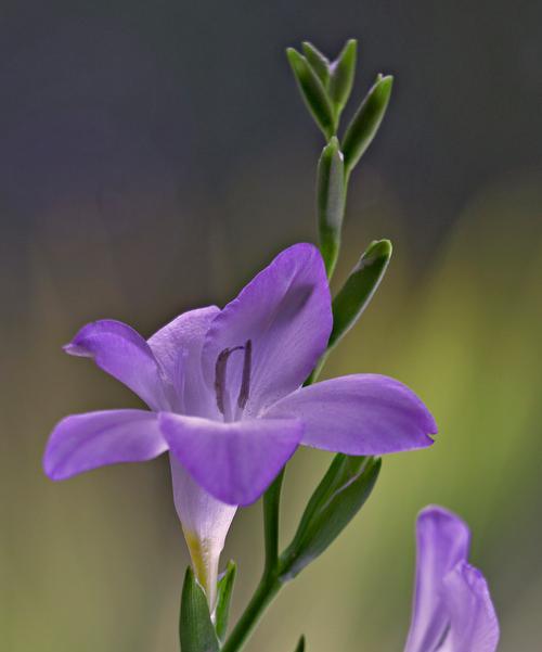 各种悲伤花语有哪些？如何用花语安慰他人？