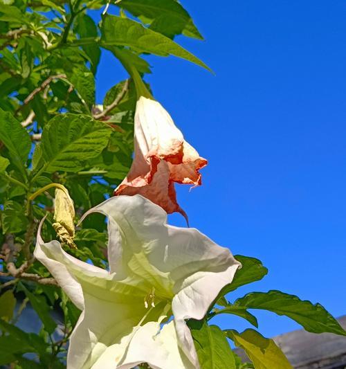 各种悲伤花语有哪些？如何用花语安慰他人？