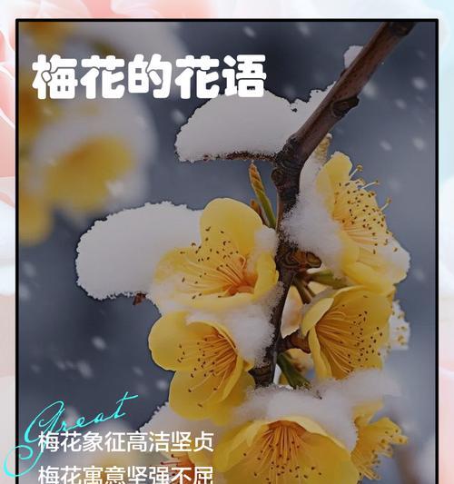 花语保佑平安是什么意思？如何用花语祈求平安？