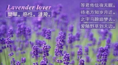 薰衣草花语是什么？薰衣草代表了哪些情感？