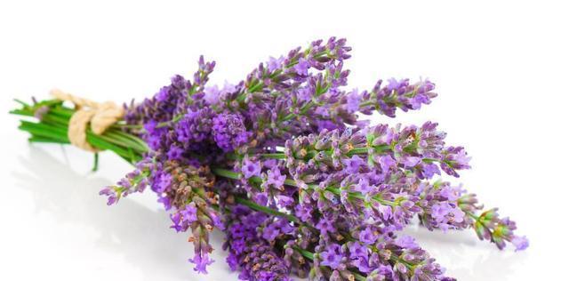 薰衣草花语是什么？薰衣草代表了哪些情感？