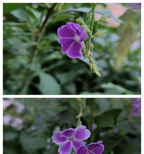 假连翘花语有哪些？假连翘象征着什么意义？