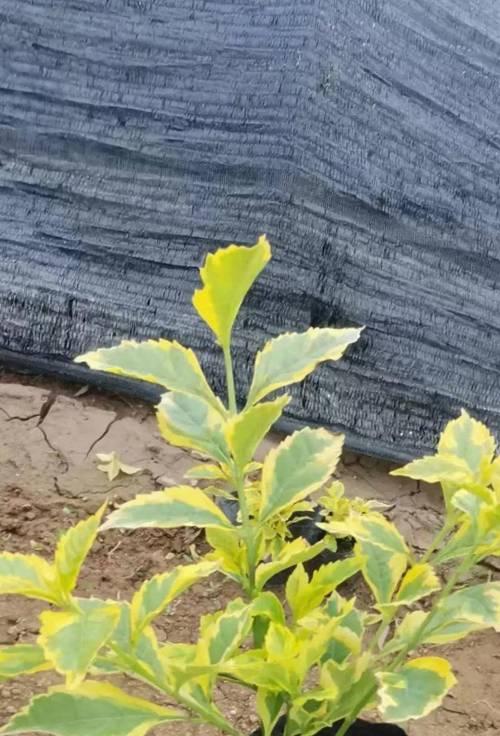 假连翘花语有哪些？假连翘象征着什么意义？