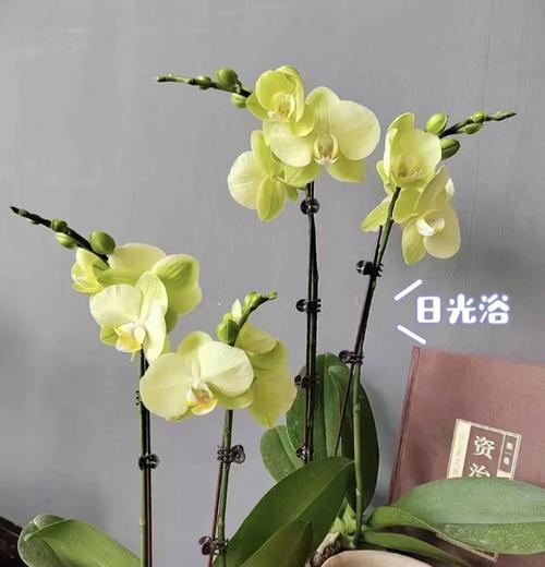 皇后植物花语是什么？皇后植物代表了哪些情感？