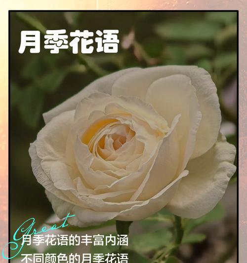 皇后植物花语是什么？皇后植物代表了哪些情感？