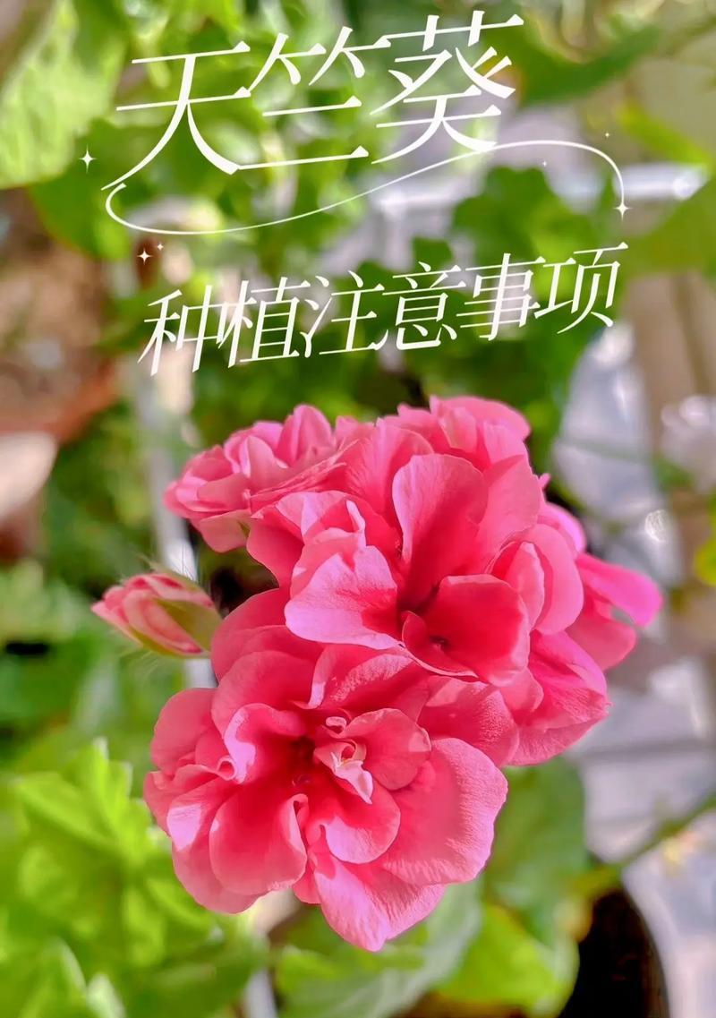 花语使用禁忌有哪些？如何正确使用花语？