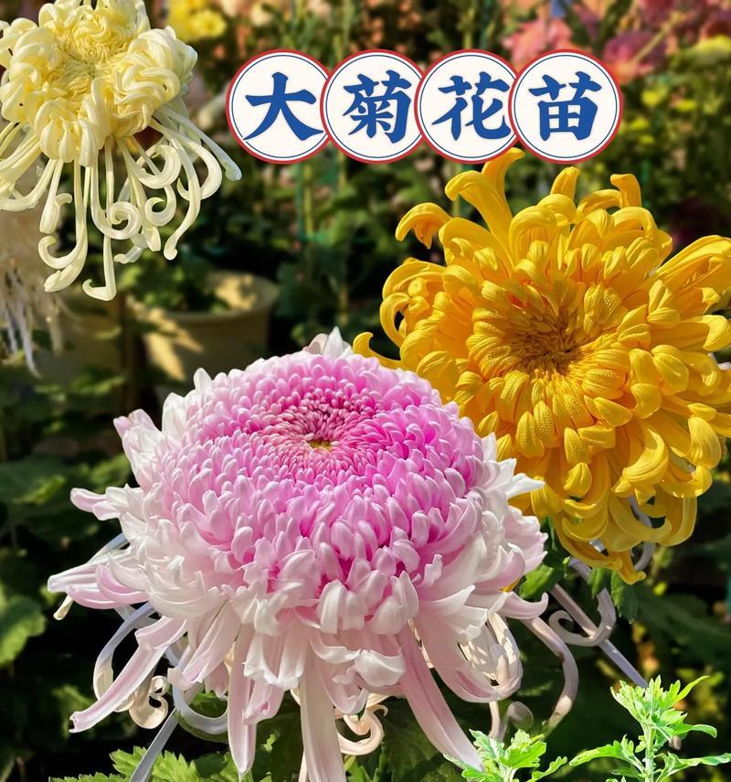 菊花传说花语是什么？菊花有哪些传说故事？