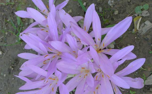 秋水仙花语是什么？秋水仙代表了什么意义？