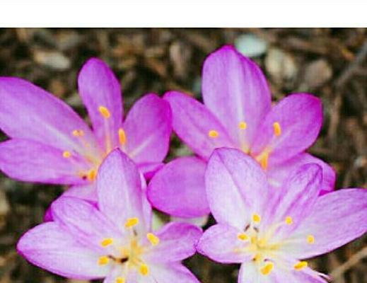 秋水仙花语是什么？秋水仙代表了什么意义？