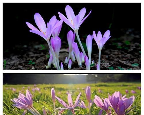 秋水仙花语是什么？秋水仙代表了什么意义？