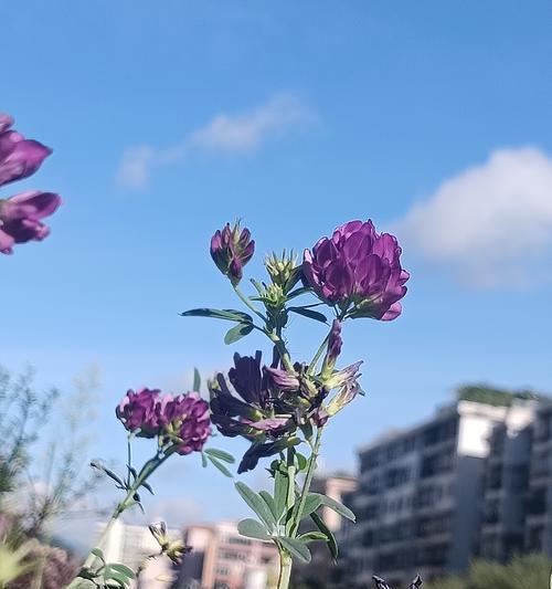苜蓿花语大全有哪些？苜蓿代表了哪些情感？