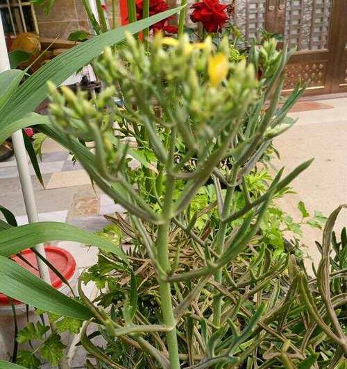 伽蓝菜花语是什么？伽蓝菜象征着什么意义？