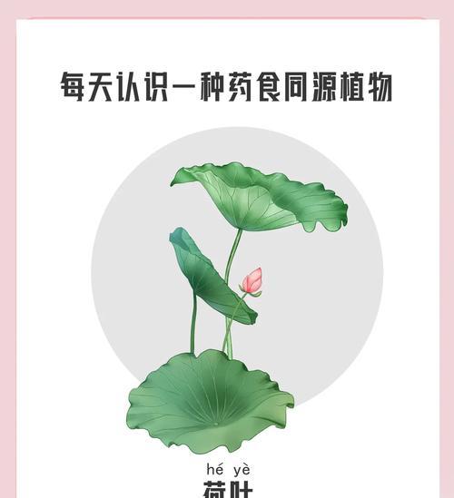 端午节荷叶的花语寓意了什么？