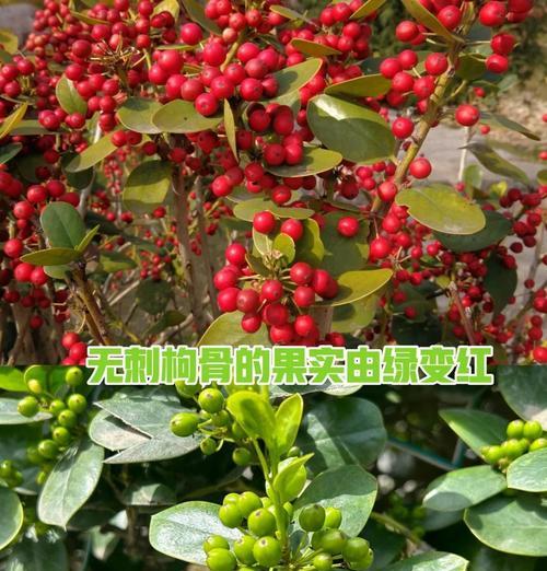 枸骨果实的花语有哪些含义？