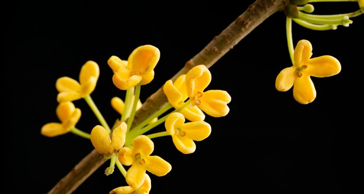 桂花不同颜色的花语分别代表什么？