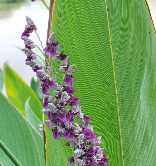 大王花的花语是什么？它象征着什么？