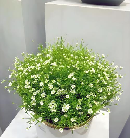 如何用花语表达温柔生长的情感？