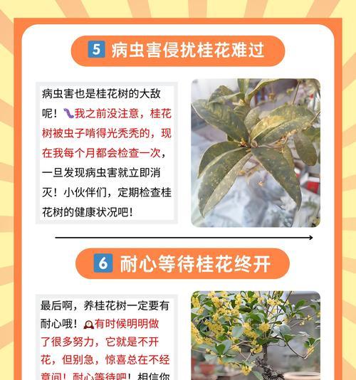 桂花的伤感花语有哪些？如何表达哀愁？