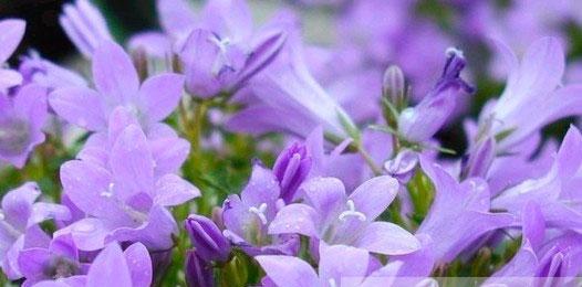 桔梗花的真正花语是什么？它代表了什么？