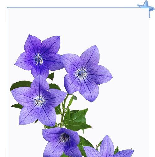 桔梗花的真正花语是什么？它代表了什么？