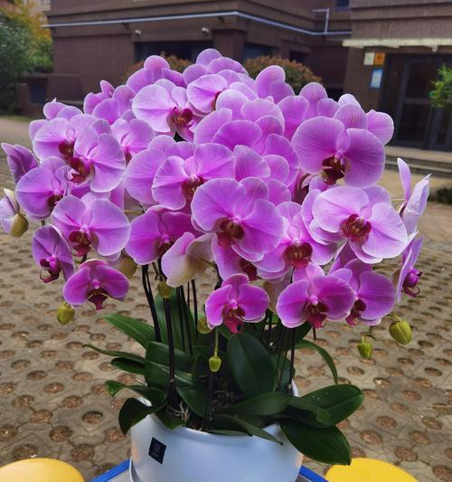 宝贝满月时应该选择哪种花语的鲜花？