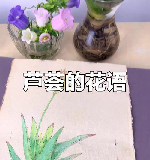 芦荟的花语诗句有哪些？它们表达了什么？