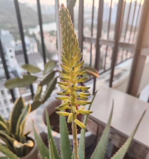 芦荟的花语诗句有哪些？它们表达了什么？