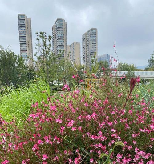 山桃草的花语是什么？它传达了哪些情感？