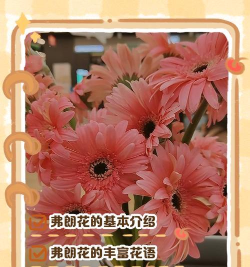 色彩高兴的花语有哪些？如何选择？