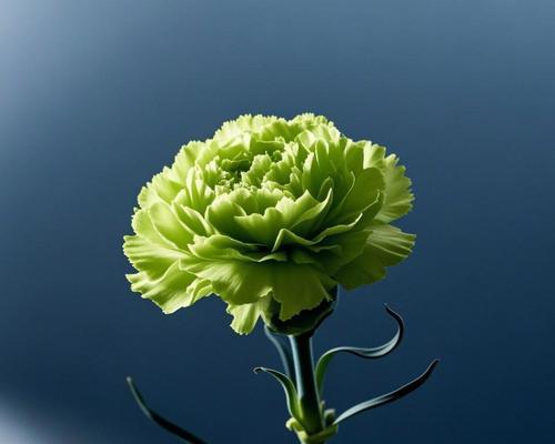 色彩高兴的花语有哪些？如何选择？