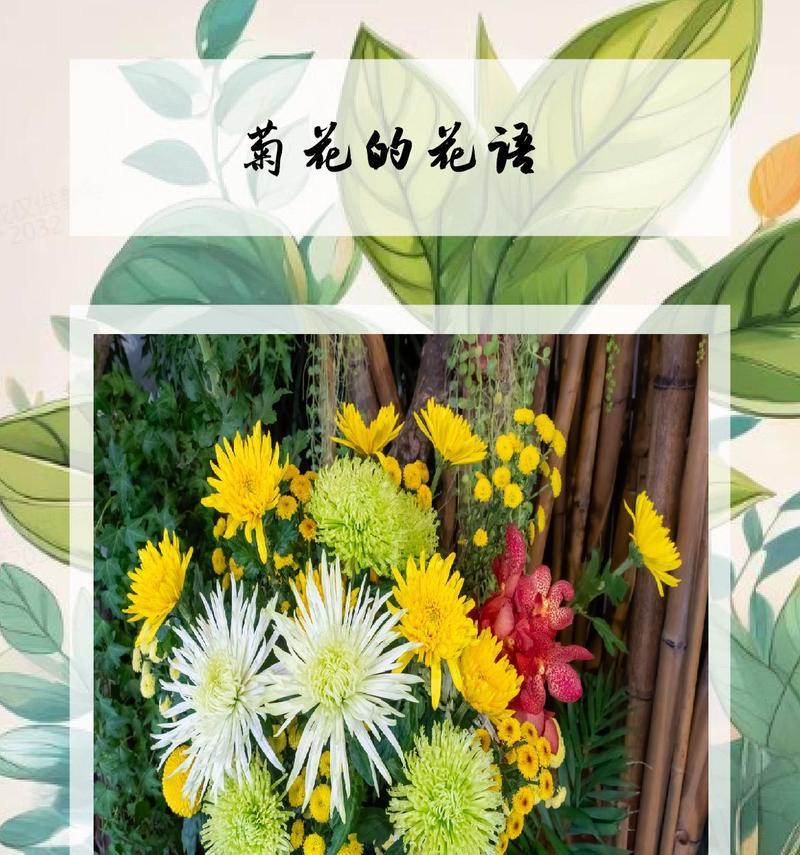 菊花的特性是什么？菊花花语有哪些含义？
