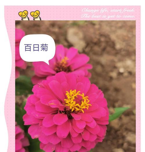 菊花的特性是什么？菊花花语有哪些含义？