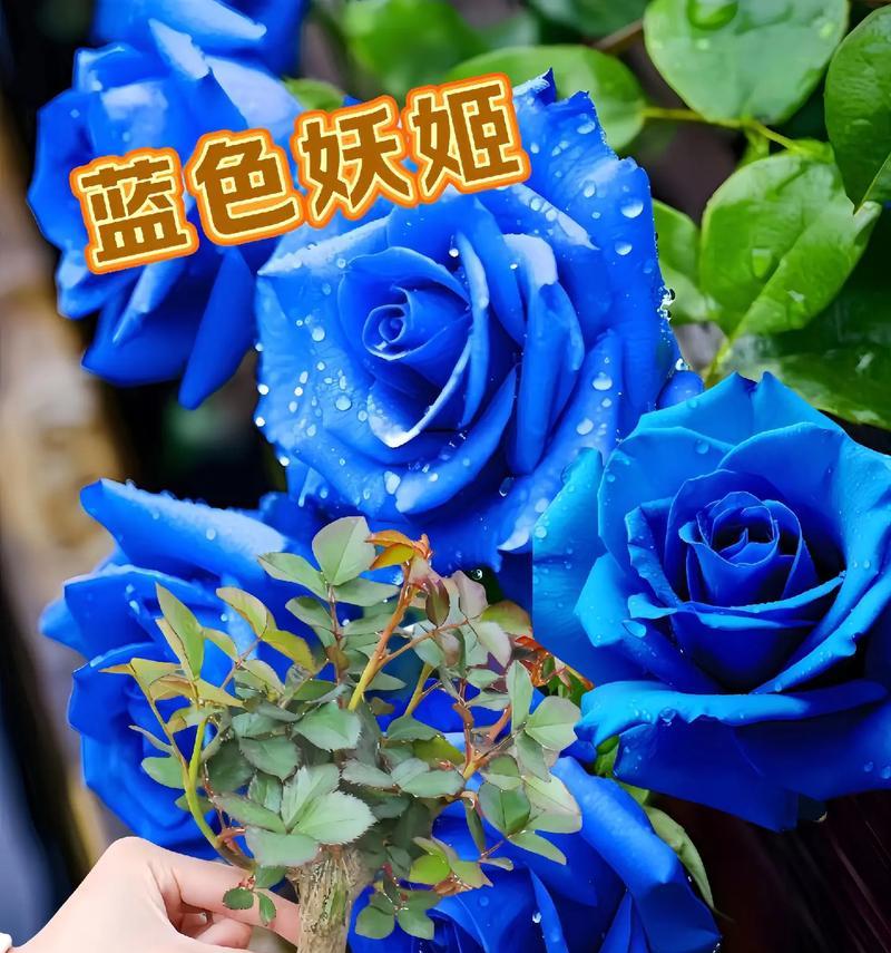 蓝色浪漫花语代表什么？如何用蓝色花表达浪漫？