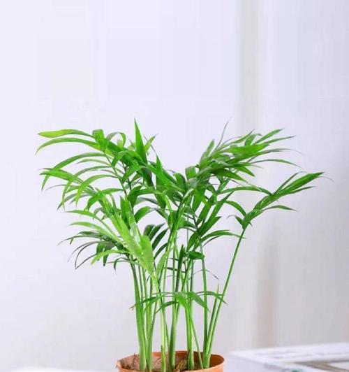 竹节椰子花语有何特别之处？它象征着什么？