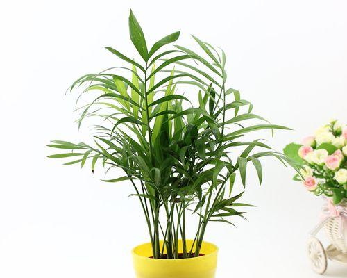 竹节椰子花语有何特别之处？它象征着什么？