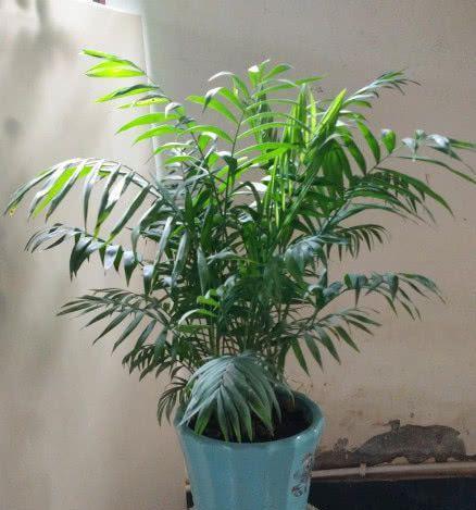 竹节椰子花语有何特别之处？它象征着什么？