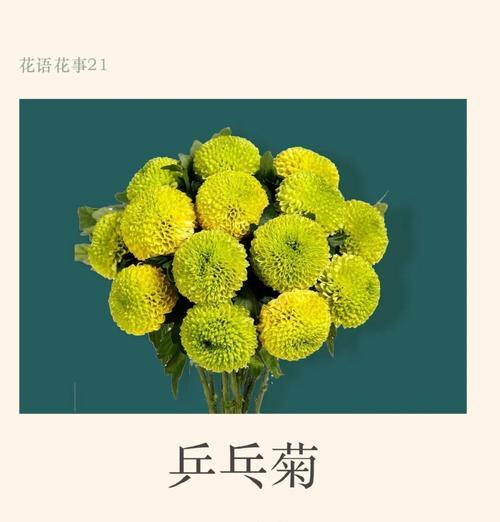 送人菊花有什么花语含义？如何正确表达情感？