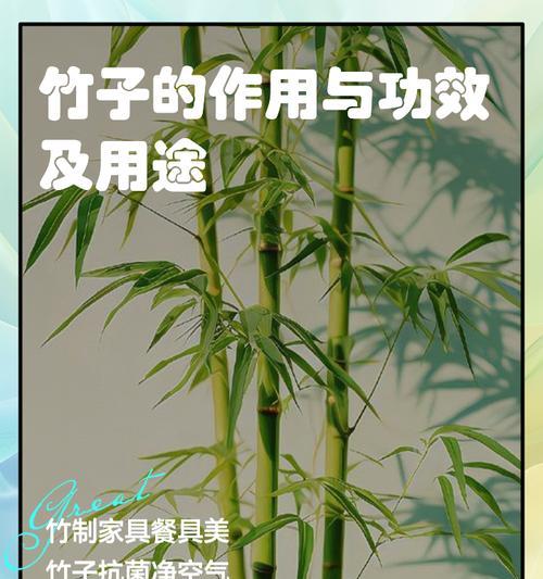 不同种类的竹子花语有何不同？如何选择？