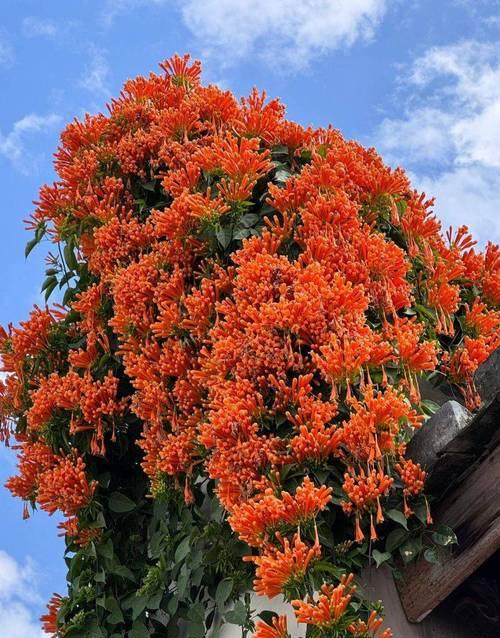 橘子花语是什么？它在文化中有何寓意？