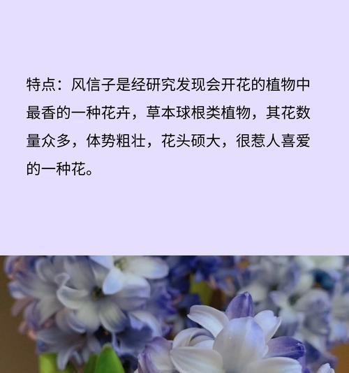 冬季开花植物有哪些？它们的花语是什么？