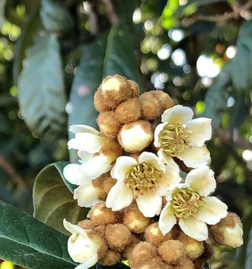 冬季开花植物有哪些？它们的花语是什么？
