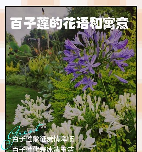 希腊传说中的花语有哪些？它们代表什么？