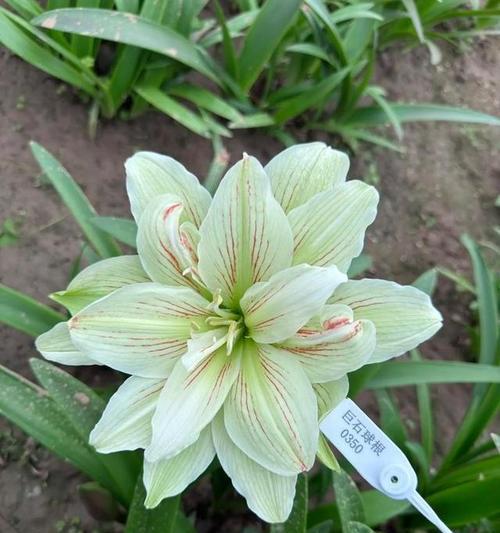 朱顶红都花语有何深意？它象征着什么？