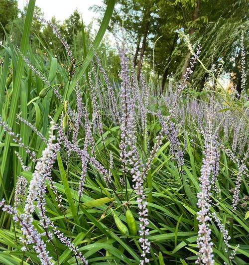 半夏麦冬的花语是什么？它们在传统中代表什么？