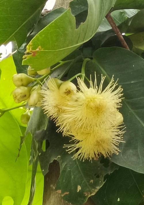 莲雾的花语是什么？它在文化中有哪些含义？